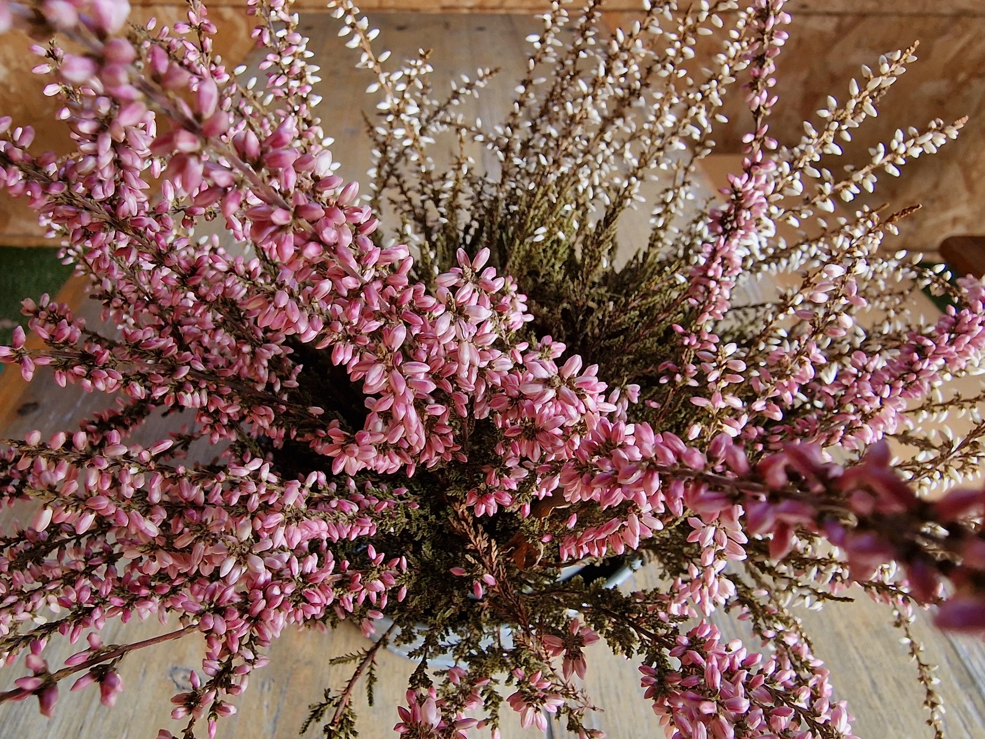 Galaxy S22 Ultra photo of flowers.