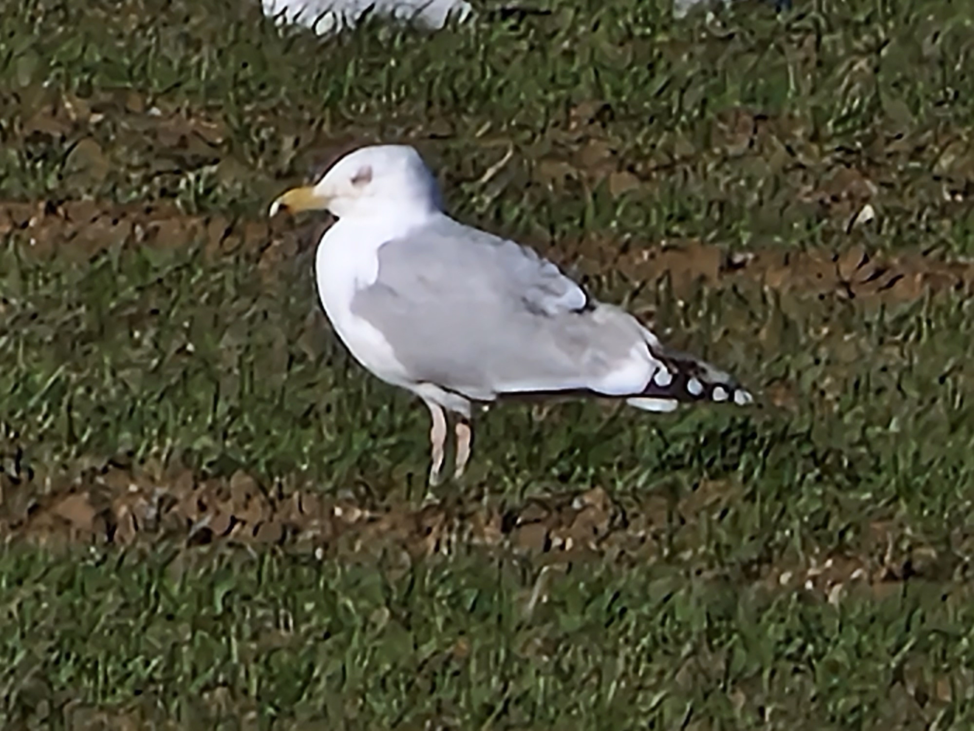 Galaxy S22 Ultra 100x zoom photo of a seagull.